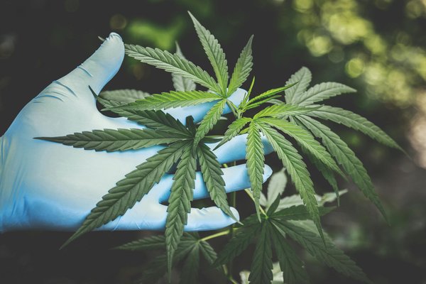 Découvrez les avis sur Weed Side Story : qualité et efficacité